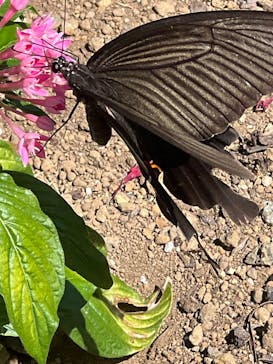 ニューヨークランプミュージアム＆フラワーガーデンに投稿された画像（2024/9/27）