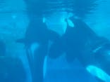 名古屋港水族館に投稿された画像（2024/9/27）