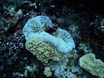 マリンショップtaitaiに投稿された画像（2024/9/27）