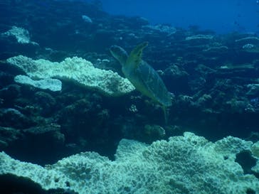 マリンショップtaitaiに投稿された画像（2024/9/27）