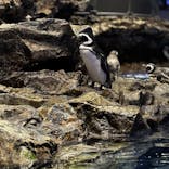 すみだ水族館に投稿された画像（2024/9/27）