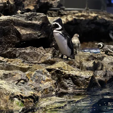 すみだ水族館に投稿された画像（2024/9/27）