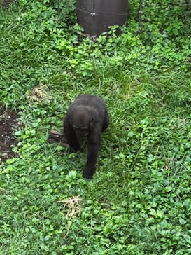 恩賜上野動物園に投稿された画像（2024/9/27）