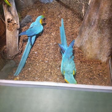 世界淡水魚園水族館　アクア・トトぎふに投稿された画像（2024/9/27）