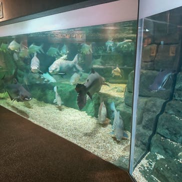 世界淡水魚園水族館　アクア・トトぎふに投稿された画像（2024/9/27）