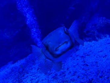 京都水族館に投稿された画像（2024/9/27）