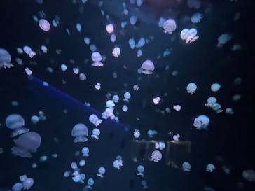 京都水族館に投稿された画像（2024/9/27）