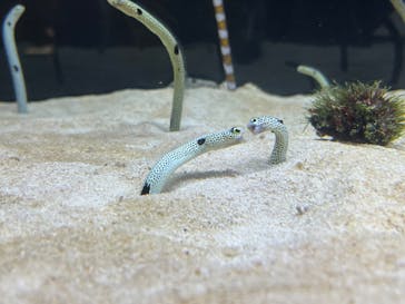 京都水族館に投稿された画像（2024/9/27）