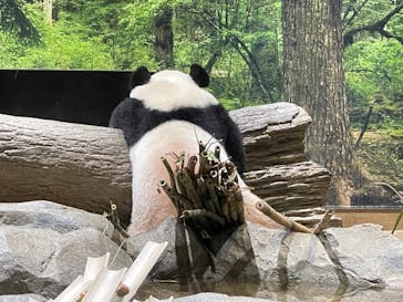 恩賜上野動物園に投稿された画像（2024/9/27）