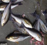 With Ocean（ウィズオーシャン）に投稿された画像（2024/9/27）