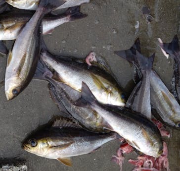 With Ocean（ウィズオーシャン）に投稿された画像（2024/9/27）