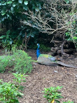 名古屋市東山動植物園に投稿された画像（2024/9/27）