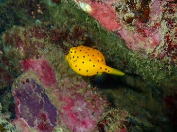 石垣島 ADVENTURE PiPi（イシガキジマアドベンチャーピピ）に投稿された画像（2024/9/23）