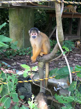 石垣やいま村に投稿された画像（2024/9/27）