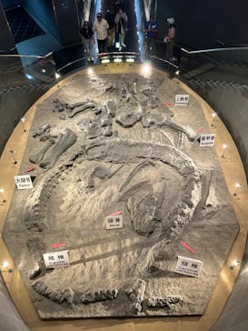 福井県立恐竜博物館に投稿された画像（2024/9/27）