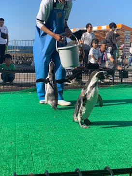 越前松島水族館に投稿された画像（2024/9/27）