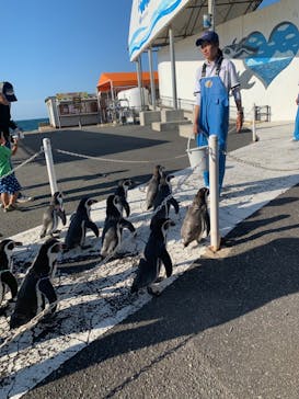 越前松島水族館に投稿された画像（2024/9/27）