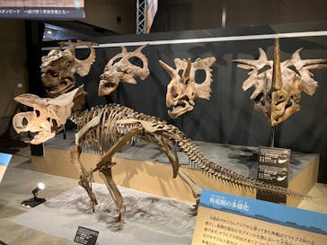 福井県立恐竜博物館に投稿された画像（2024/9/27）