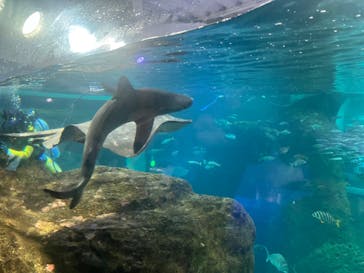 新江ノ島水族館に投稿された画像（2024/9/28）