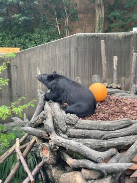 恩賜上野動物園に投稿された画像（2024/9/28）