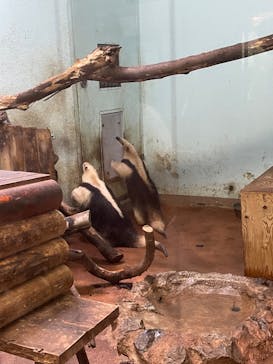 恩賜上野動物園に投稿された画像（2024/9/28）