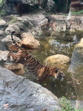 恩賜上野動物園に投稿された画像（2024/9/28）