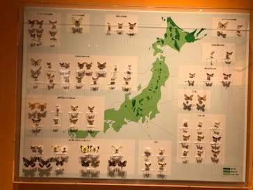 特別展「昆虫 MANIAC」（国立科学博物館）に投稿された画像（2024/9/28）