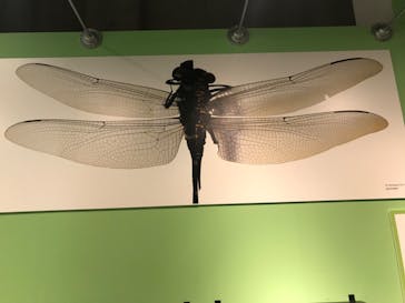 特別展「昆虫 MANIAC」（国立科学博物館）に投稿された画像（2024/9/28）