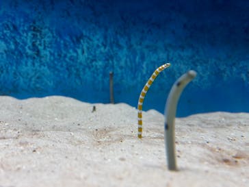 大分マリーンパレス水族館 「うみたまご」に投稿された画像（2024/9/28）