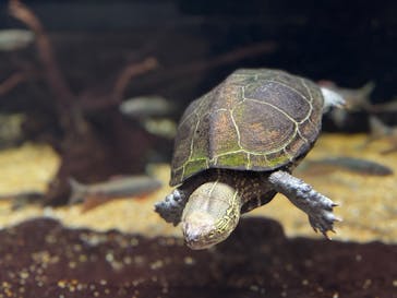 大分マリーンパレス水族館 「うみたまご」に投稿された画像（2024/9/28）