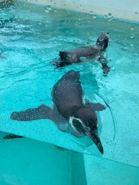 下田海中水族館に投稿された画像（2024/9/28）