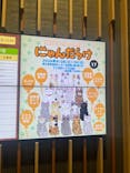 猫好きさんの祭典「にゃんだらけ20」に投稿された画像（2024/9/28）