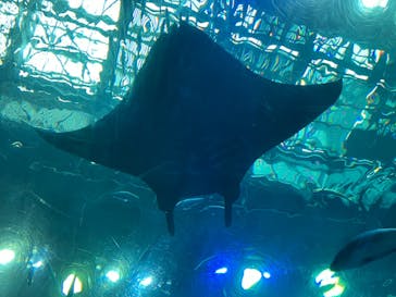 沖縄美ら海水族館に投稿された画像（2024/9/28）