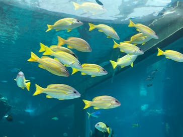 沖縄美ら海水族館に投稿された画像（2024/9/28）