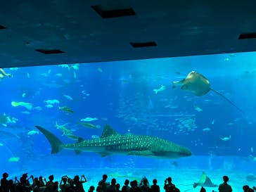 沖縄美ら海水族館に投稿された画像（2024/9/28）