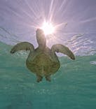 nico 宮古島に投稿された画像（2024/9/28）