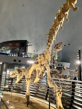福井県立恐竜博物館に投稿された画像（2024/9/28）