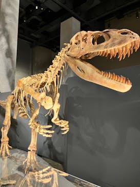 福井県立恐竜博物館に投稿された画像（2024/9/28）