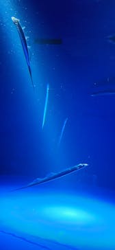 サンシャイン水族館に投稿された画像（2024/9/28）