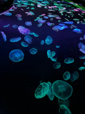 すみだ水族館に投稿された画像（2024/9/28）