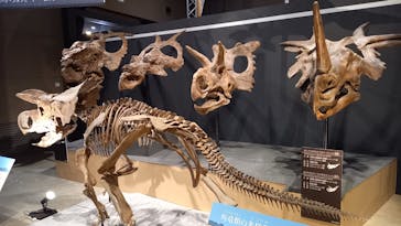 福井県立恐竜博物館に投稿された画像（2024/9/28）