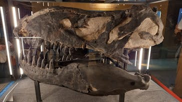 福井県立恐竜博物館に投稿された画像（2024/9/28）