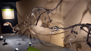 福井県立恐竜博物館に投稿された画像（2024/9/28）