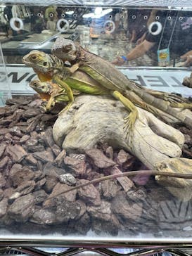 ナゴヤレプタイルズワールドに投稿された画像（2024/9/28）