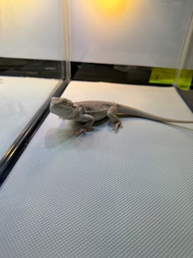 ナゴヤレプタイルズワールドに投稿された画像（2024/9/28）