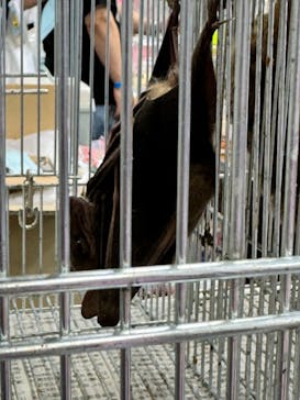 ナゴヤレプタイルズワールドに投稿された画像（2024/9/28）