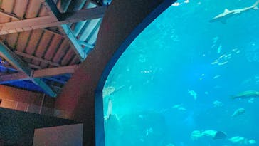 新江ノ島水族館に投稿された画像（2024/9/28）