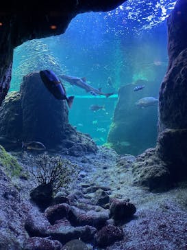 新江ノ島水族館に投稿された画像（2024/9/28）