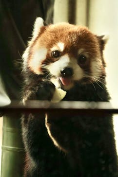 よこはま動物園ズーラシアに投稿された画像（2024/9/28）