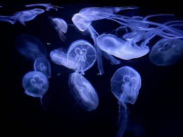 AOAO SAPPOROに投稿された画像（2024/9/28）